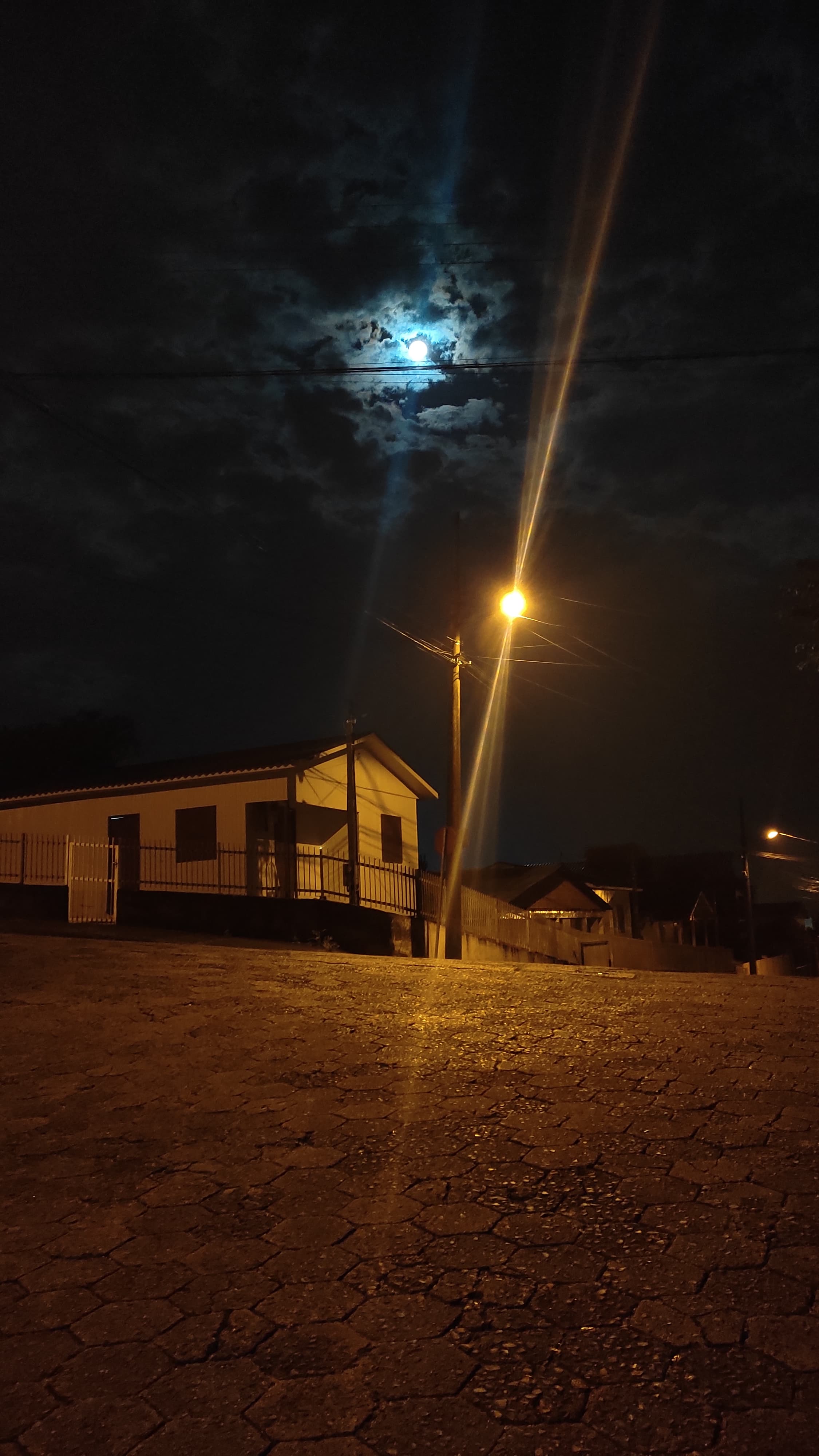 Image of flowers and other things